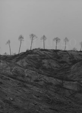 El Bosque Quemado